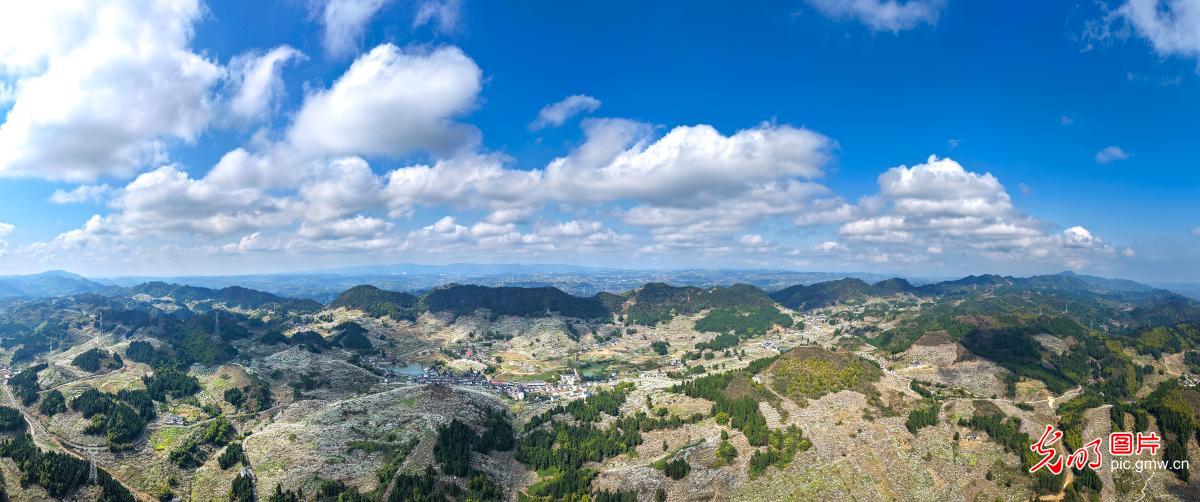 Spring plum blossoms paint hillsides in SW China's Chongqing Spring plum blossoms paint hillsides in SW China's Chongqing