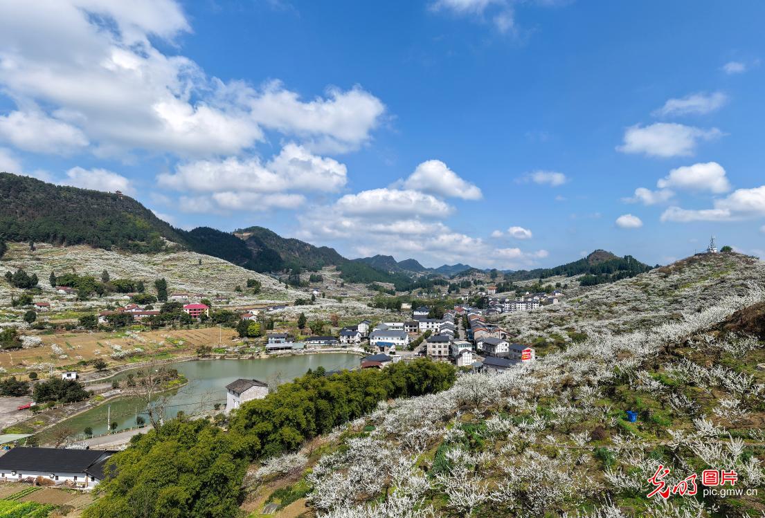 Spring plum blossoms paint hillsides in SW China's Chongqing Spring plum blossoms paint hillsides in SW China's Chongqing