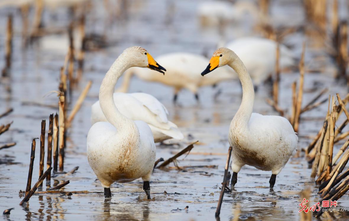 Migrating swans grace wetlands in N China's Inner Mongolia Migrating swans grace wetlands in N China's Inner Mongolia