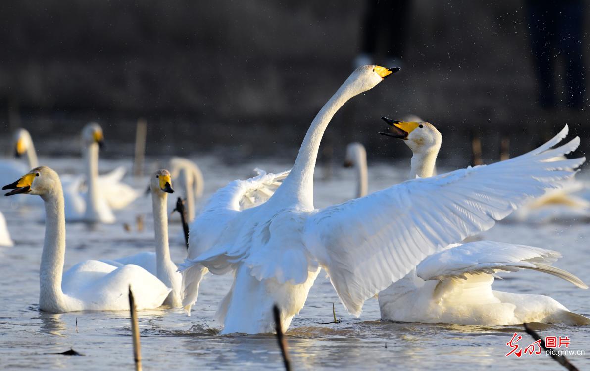 Migrating swans grace wetlands in N China's Inner Mongolia Migrating swans grace wetlands in N China's Inner Mongolia