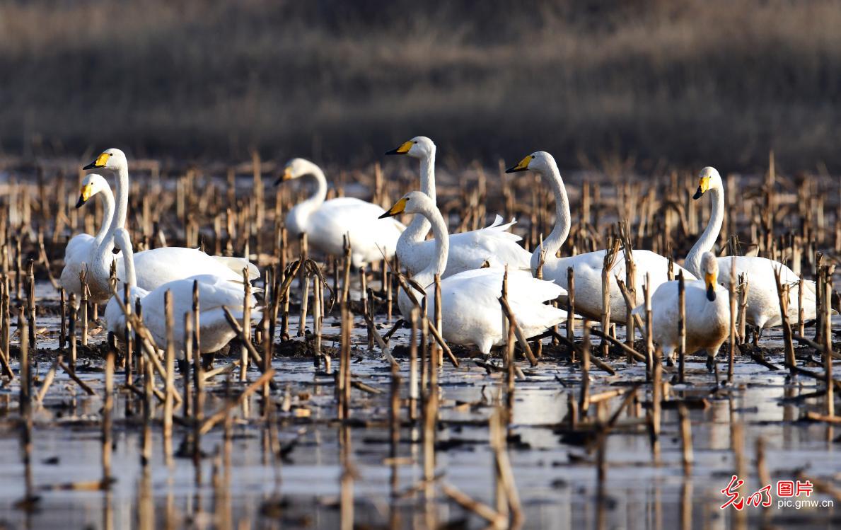 Migrating swans grace wetlands in N China's Inner Mongolia Migrating swans grace wetlands in N China's Inner Mongolia