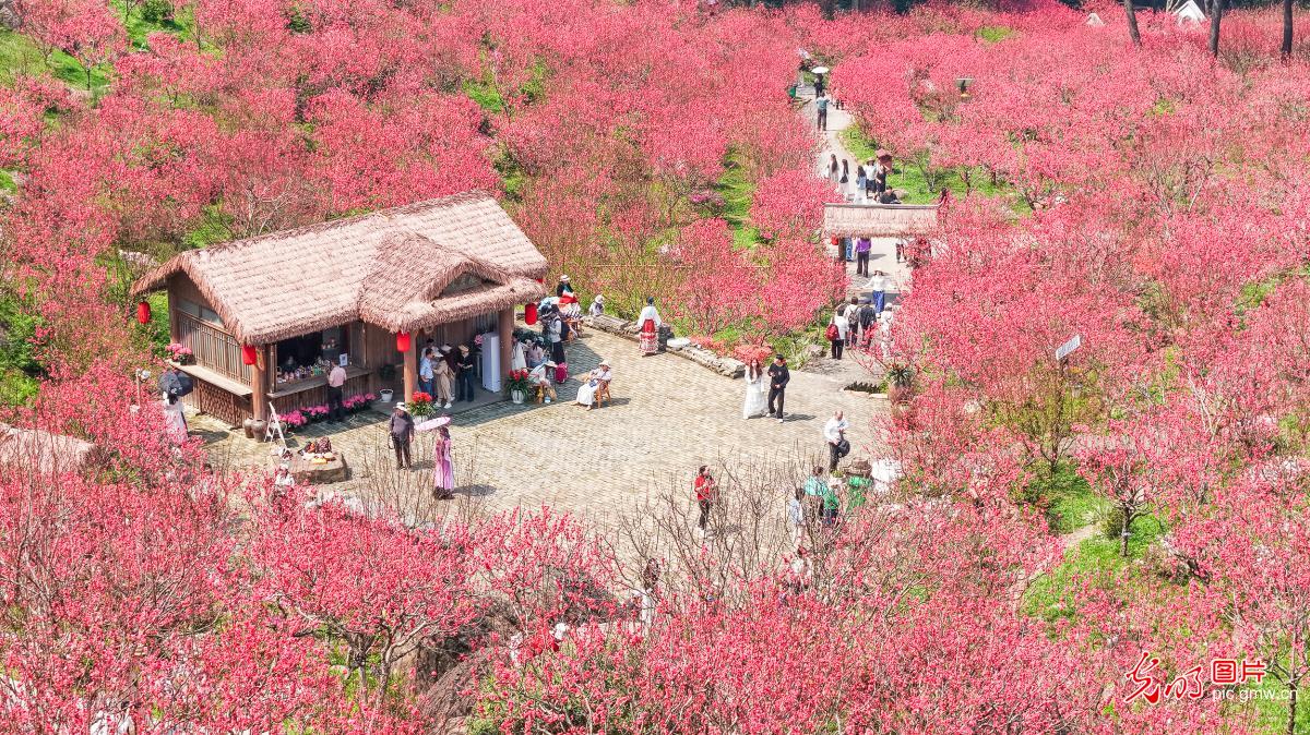 Peach blossoms paint scenic spring landscape in S China's Guangxi Peach blossoms paint scenic spring landscape in S China's Guangxi
