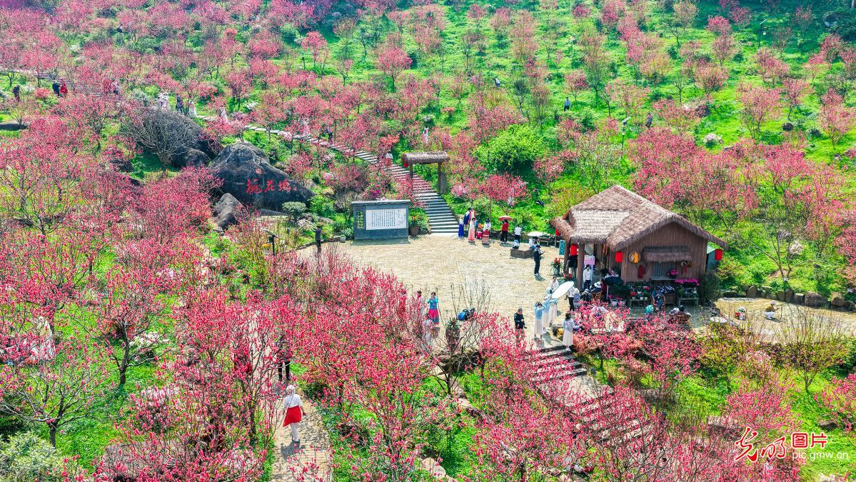 Peach blossoms paint scenic spring landscape in S China's Guangxi Peach blossoms paint scenic spring landscape in S China's Guangxi