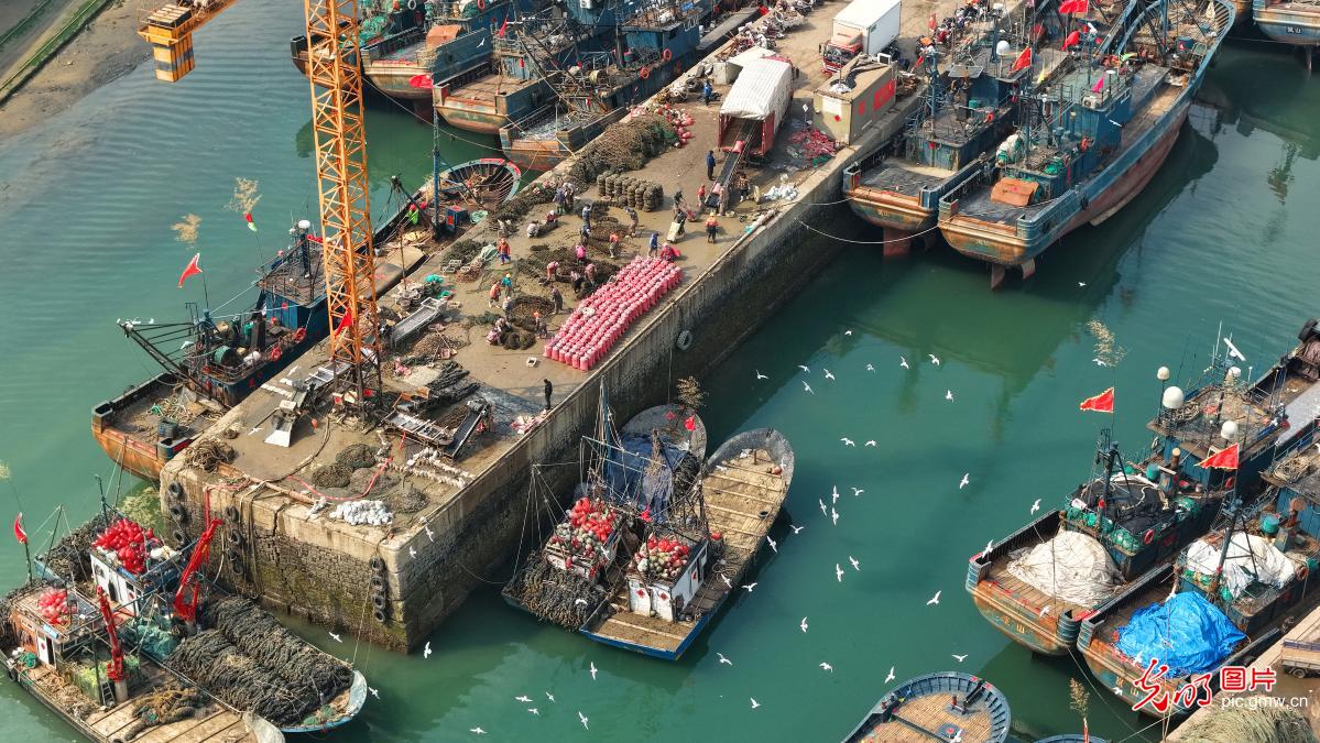 Mussel harvest brings busy scene to fishing port in E China's Shandong Mussel harvest brings busy scene to fishing port in E China's Shandong