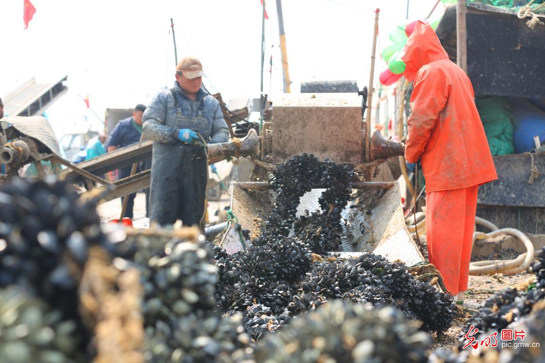 Mussel harvest brings busy scene to fishing port in E China's Shandong Mussel harvest brings busy scene to fishing port in E China's Shandong