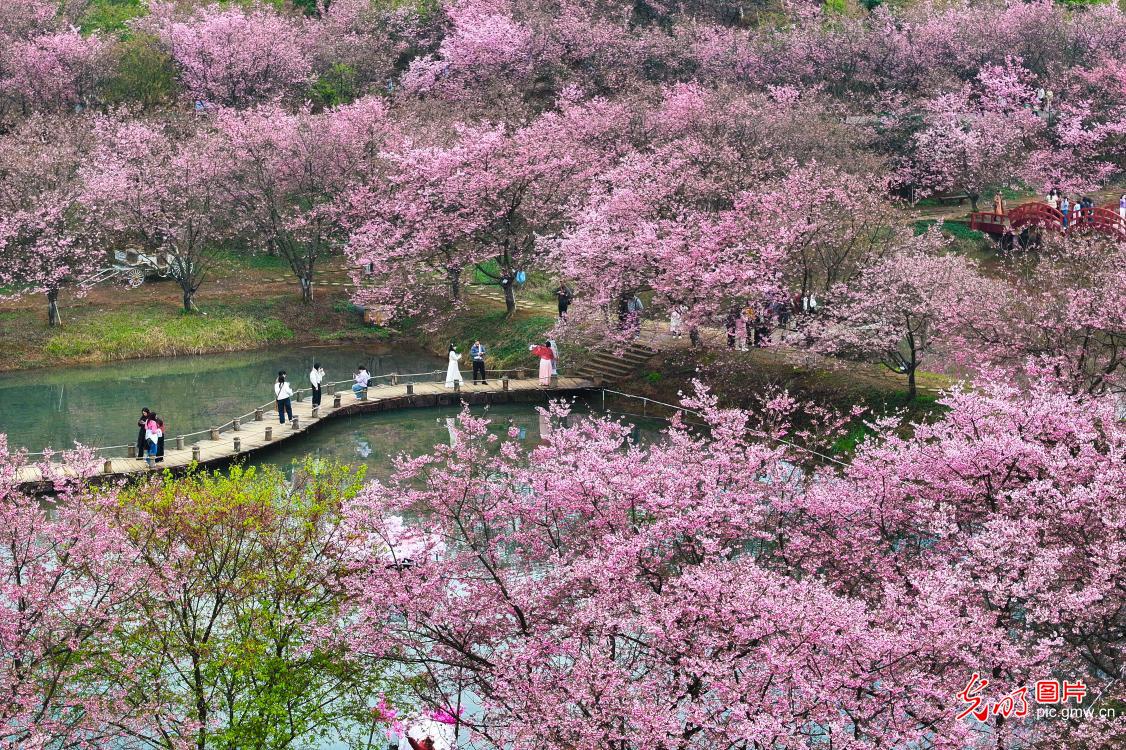 Cherry blossoms herald spring in central China's Hunan Cherry blossoms herald spring in central China's Hunan