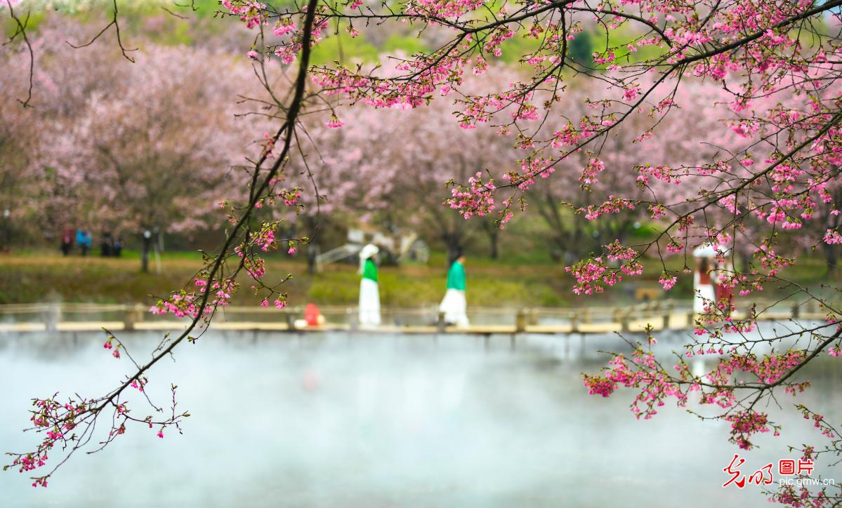 Cherry blossoms herald spring in central China's Hunan Cherry blossoms herald spring in central China's Hunan