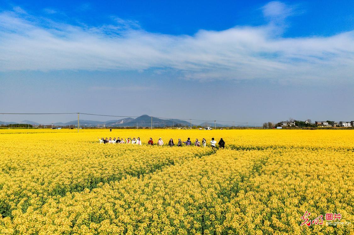 Rapeseed blossoms boost rural tourism in E China's Anhui Rapeseed blossoms boost rural tourism in E China's Anhui