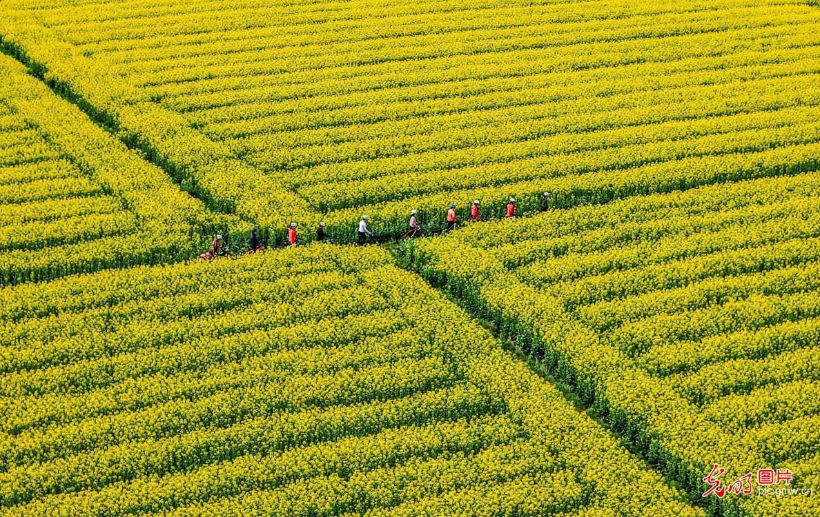 Rapeseed blossoms boost rural tourism in E China's Anhui Rapeseed blossoms boost rural tourism in E China's Anhui