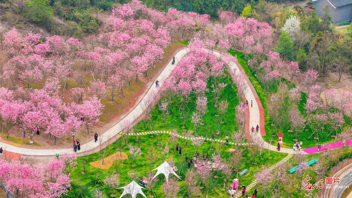 Cherry blossoms draw visitors to spring outing in E China's Jiangxi Cherry blossoms draw visitors to spring outing in E China's Jiangxi