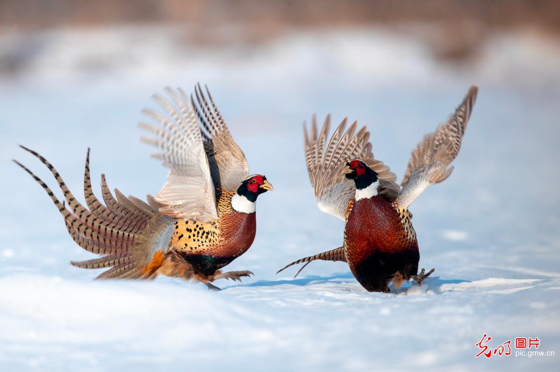 Colorful pheasants enliven early spring wetland landscape Colorful pheasants enliven early spring wetland landscape