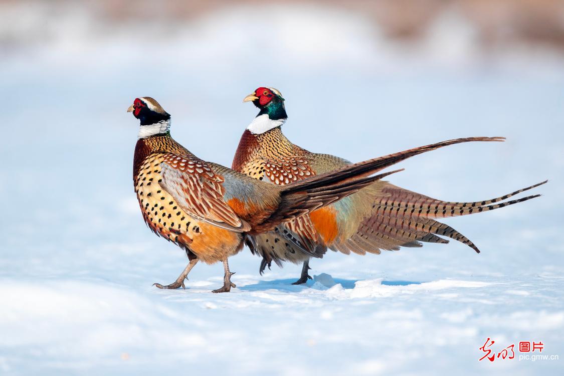 Colorful pheasants enliven early spring wetland landscape Colorful pheasants enliven early spring wetland landscape
