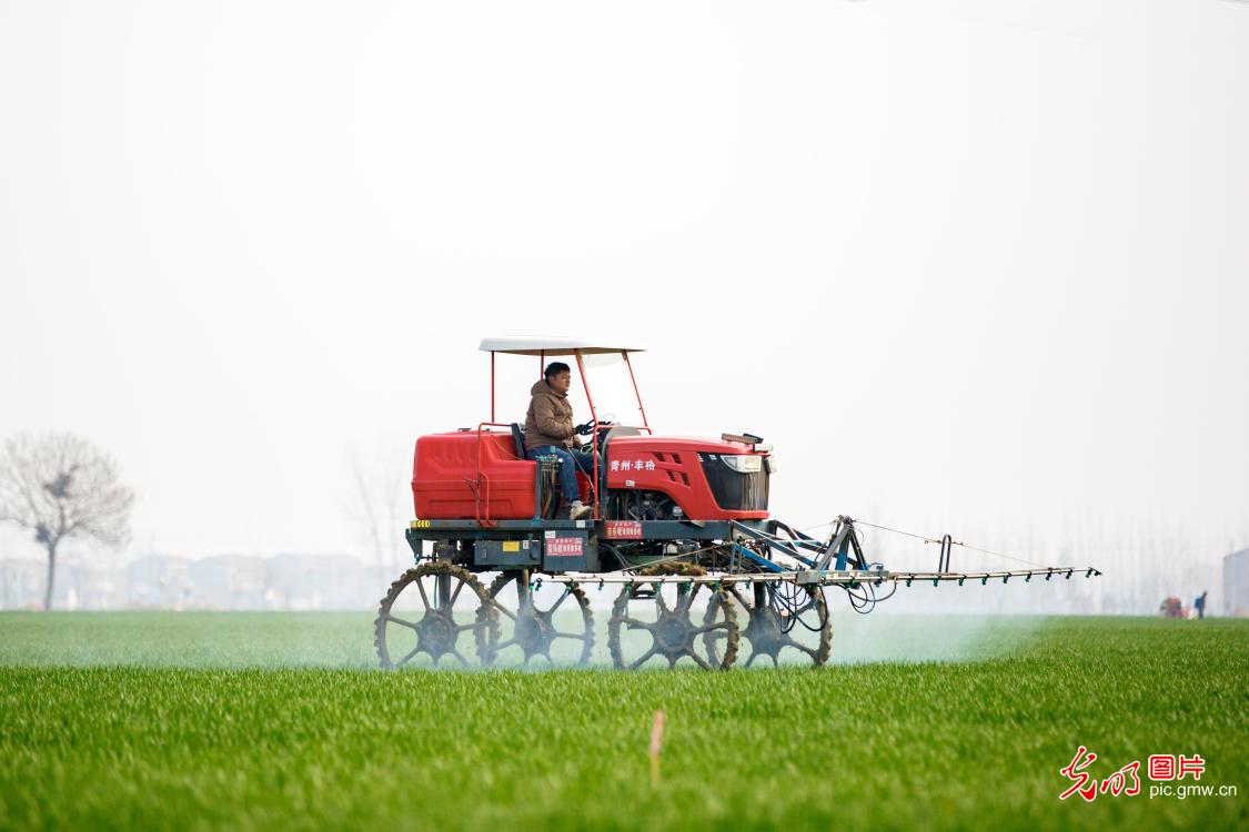 Spring field management underway during wheat greening period Spring field management underway during wheat greening period