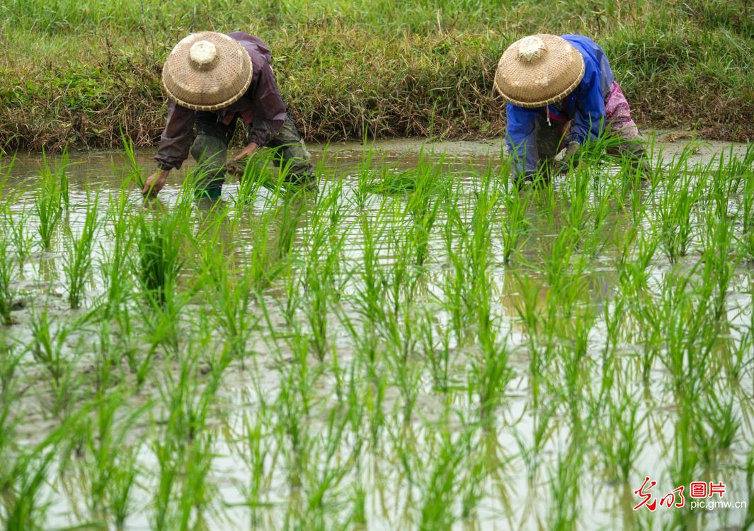 Farmers across China busy with spring planting and field management Farmers across China busy with spring planting and field management