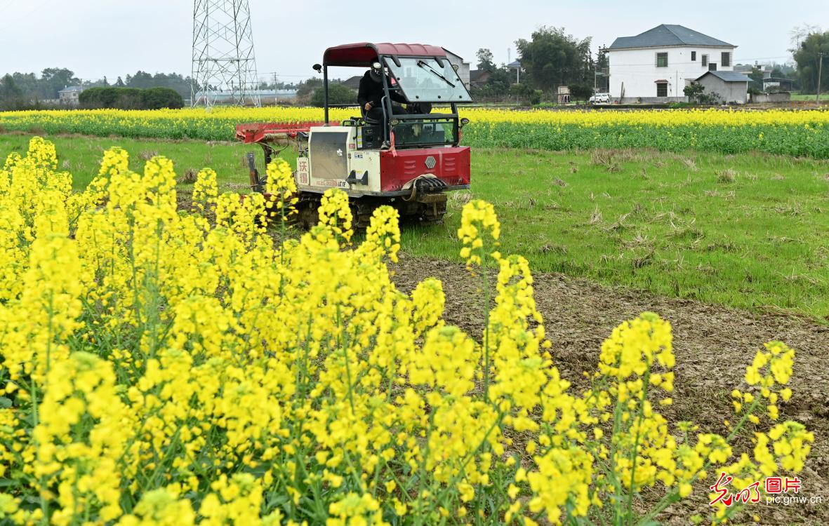 Farmers across China busy with spring planting and field management Farmers across China busy with spring planting and field management