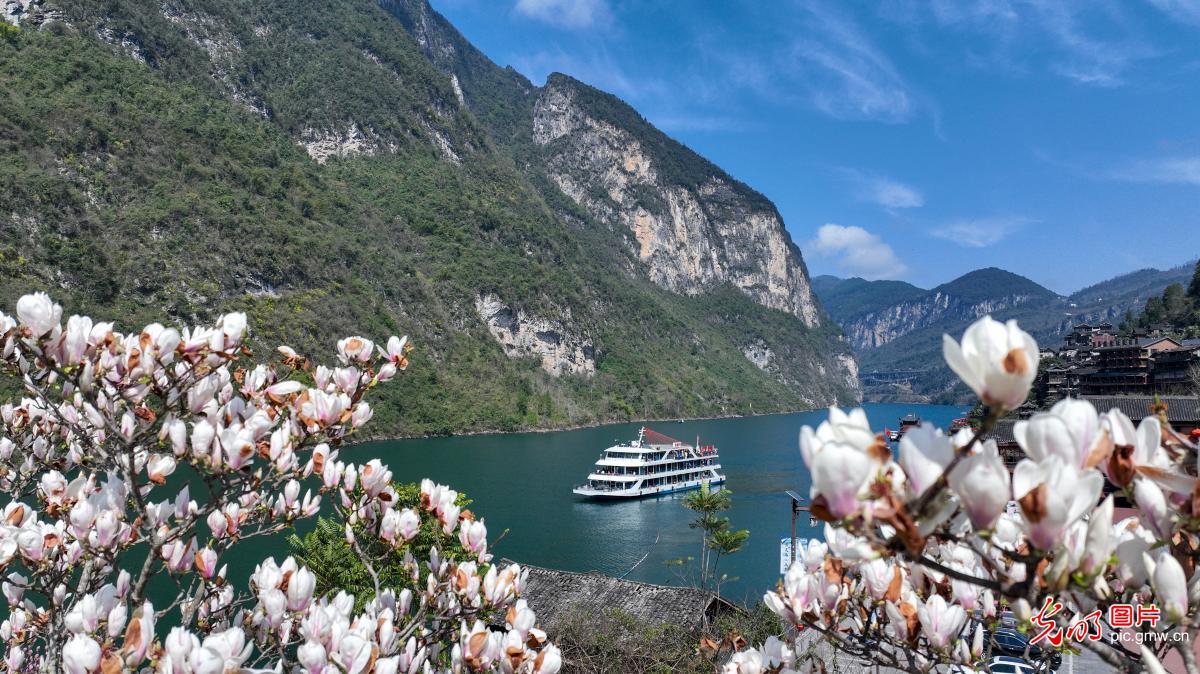 Spring blossoms frame scenic cruise near Gongtan Ancient Town