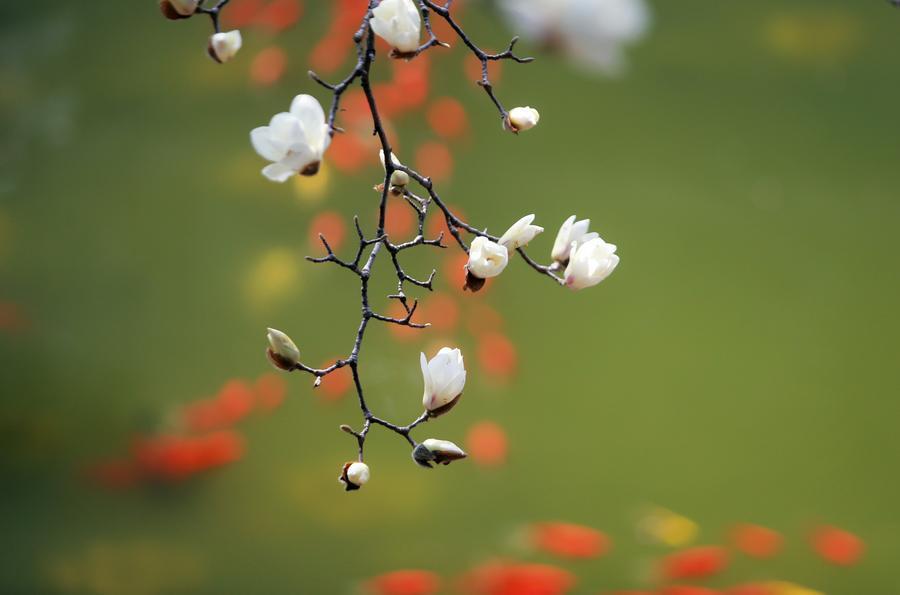 InPics | Spring greets China with blooming nature