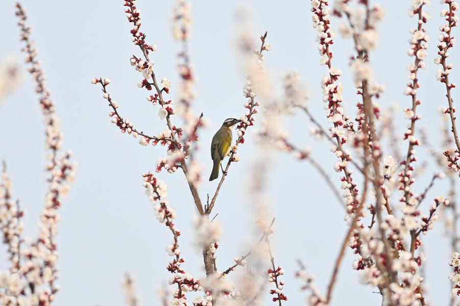 InPics | Spring greets China with blooming nature