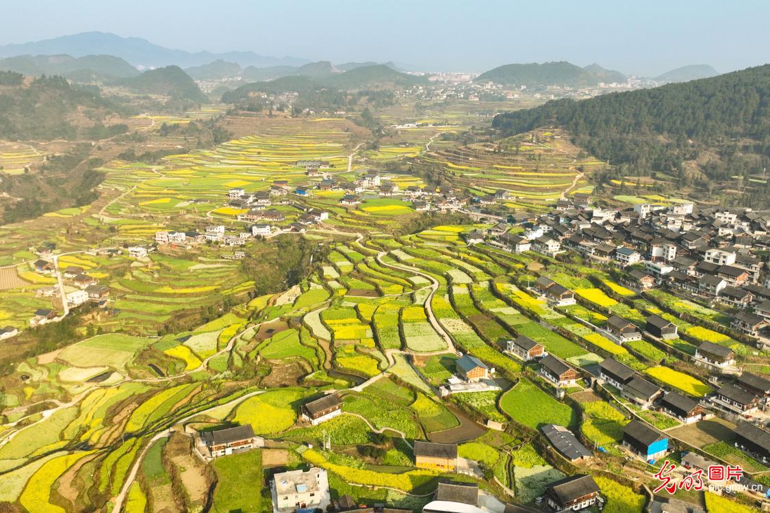 Rapeseed blossoms paint a springtime rural landscape