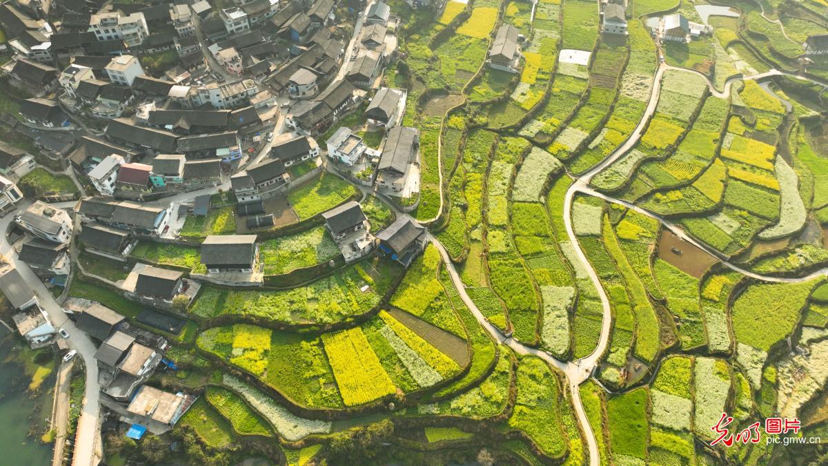 Rapeseed blossoms paint a springtime rural landscape