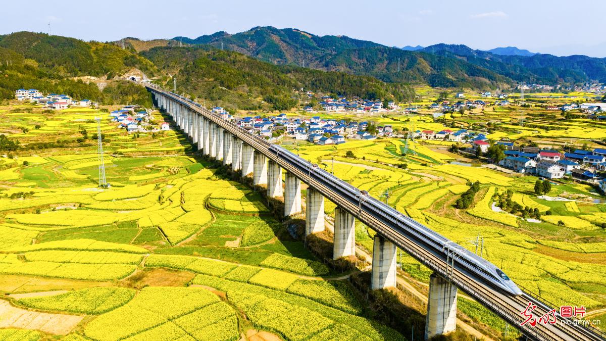 High-speed railway runs through a sea of rapeseed flowers in central China's Hunan