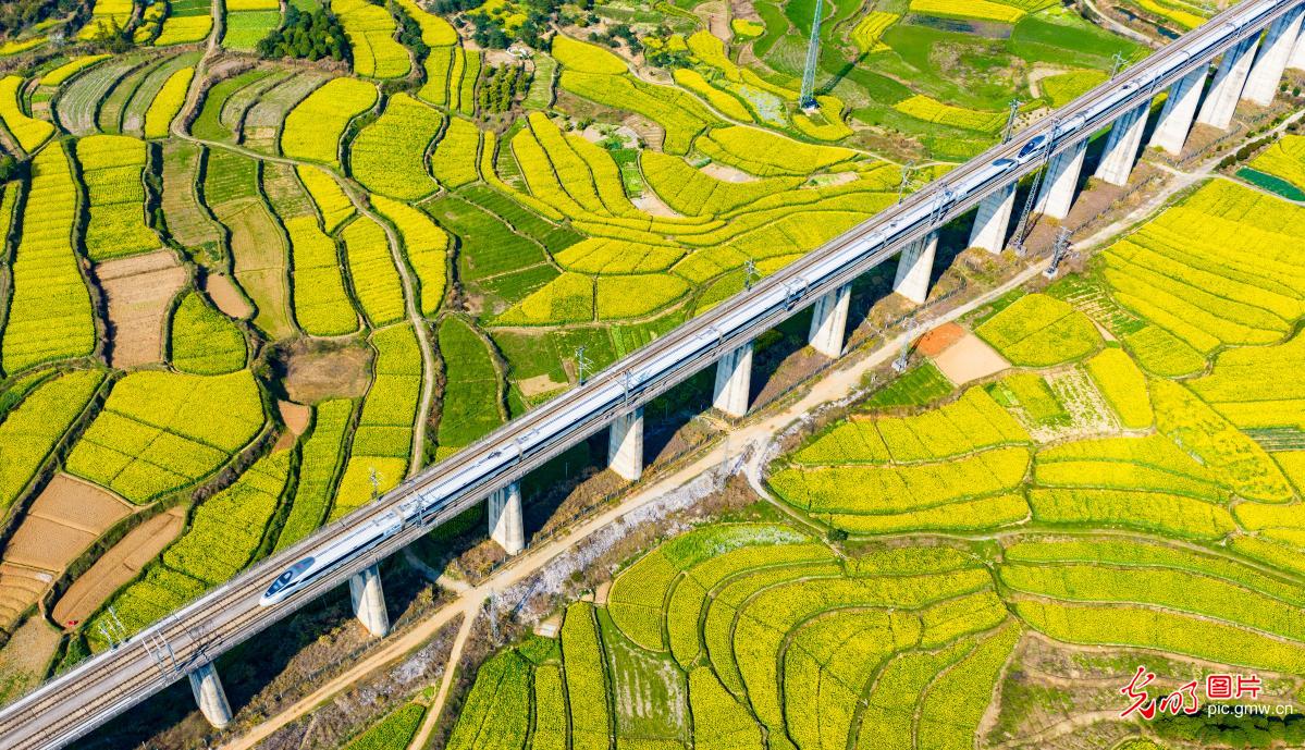 High-speed railway runs through a sea of rapeseed flowers in central China's Hunan