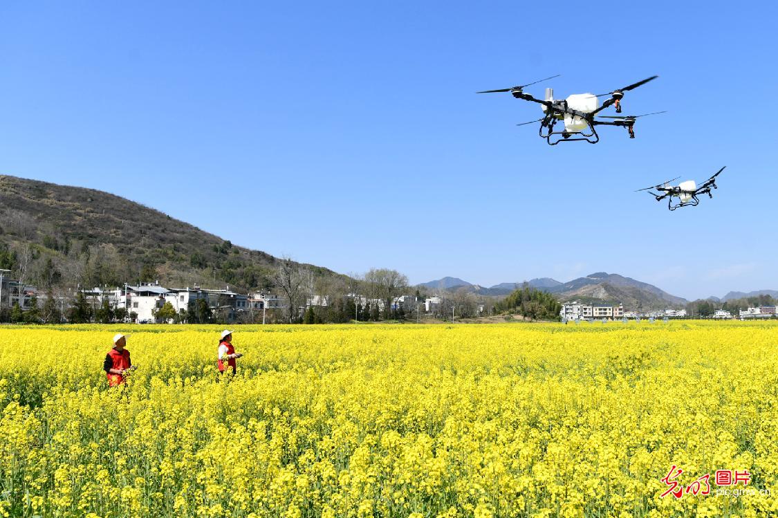 Drones deployed to boost spring farming