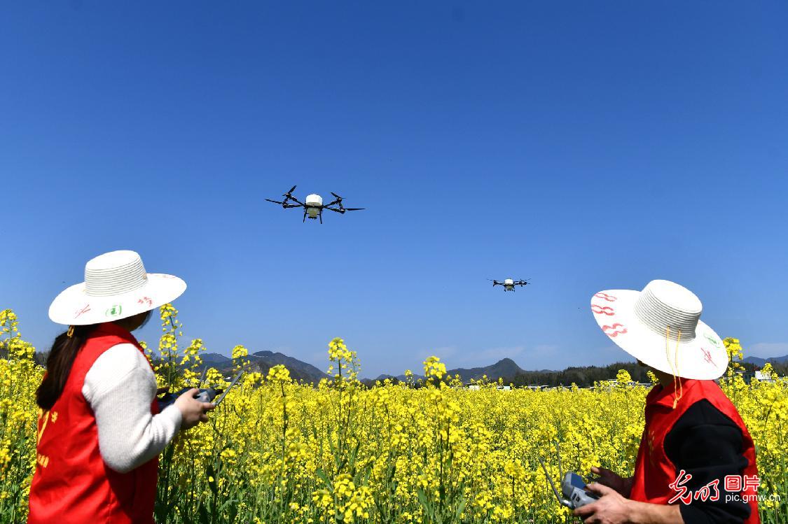 Drones deployed to boost spring farming