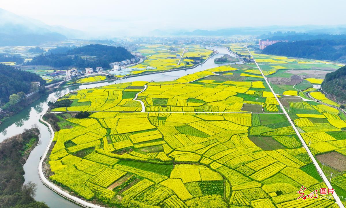Rapeseed flowers in full bloom in SW China's Guizhou Rapeseed flowers in full bloom in SW China's Guizhou