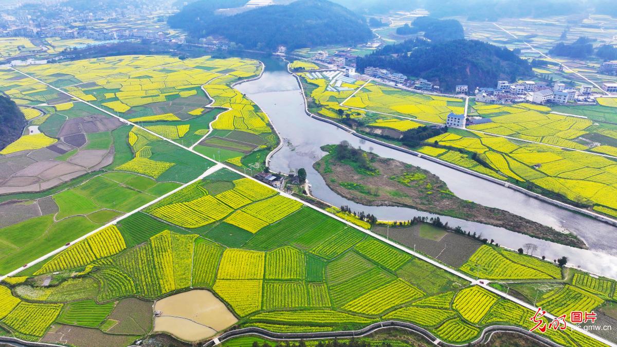 Rapeseed flowers in full bloom in SW China's Guizhou Rapeseed flowers in full bloom in SW China's Guizhou