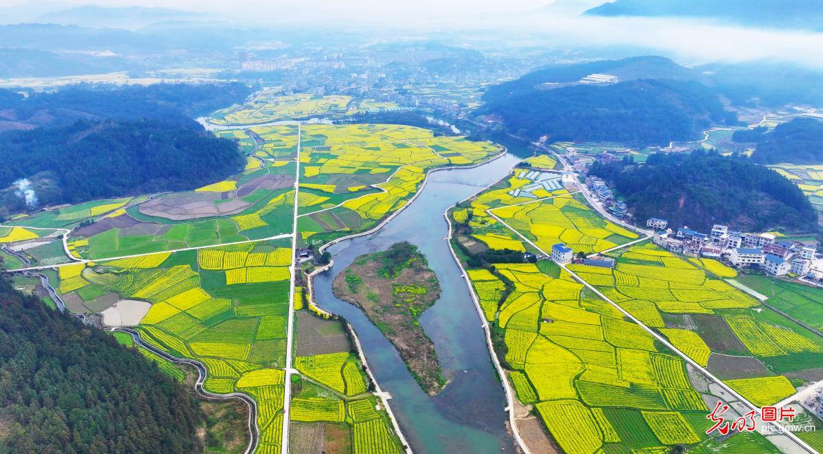 Rapeseed flowers in full bloom in SW China's Guizhou Rapeseed flowers in full bloom in SW China's Guizhou