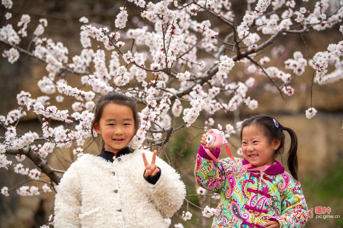 Apricot blossoms in full bloom in C China's Henan Apricot blossoms in full bloom in C China's Henan