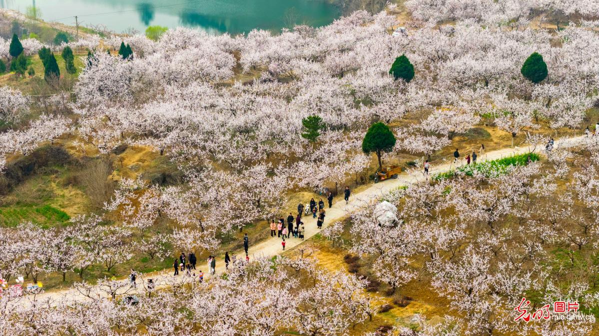 Apricot blossoms in full bloom in C China's Henan Apricot blossoms in full bloom in C China's Henan