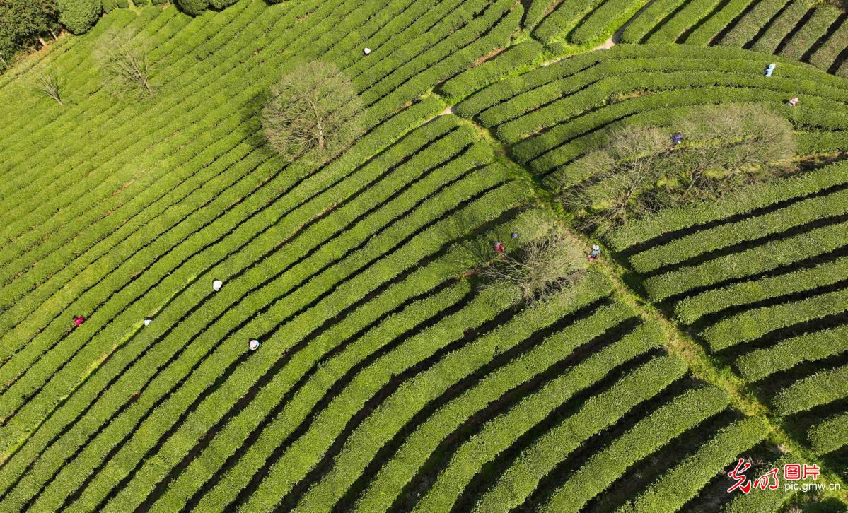 Villagers harvest spring tea in SW China's Guizhou Villagers harvest spring tea in SW China's Guizhou