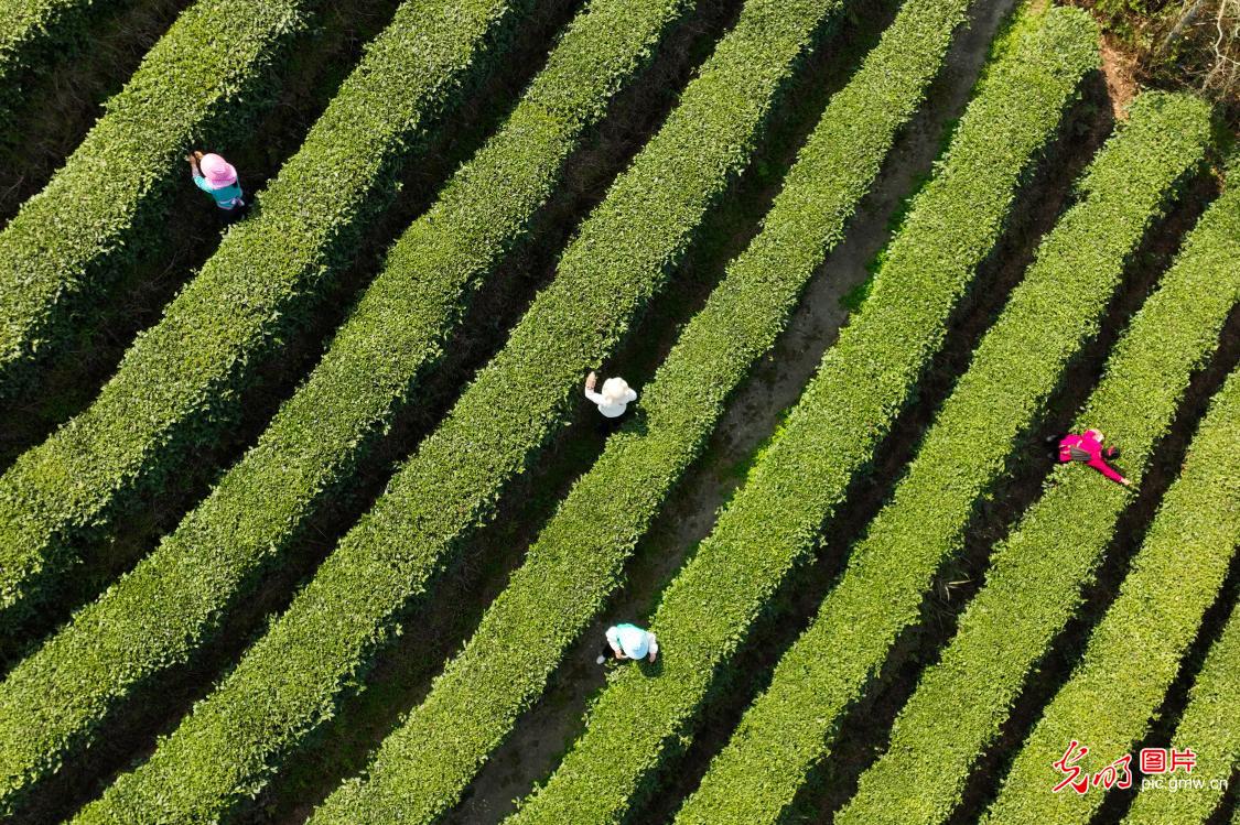 Villagers harvest spring tea in SW China's Guizhou Villagers harvest spring tea in SW China's Guizhou