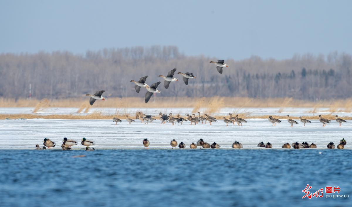 Migratory birds create a vibrant early spring scene