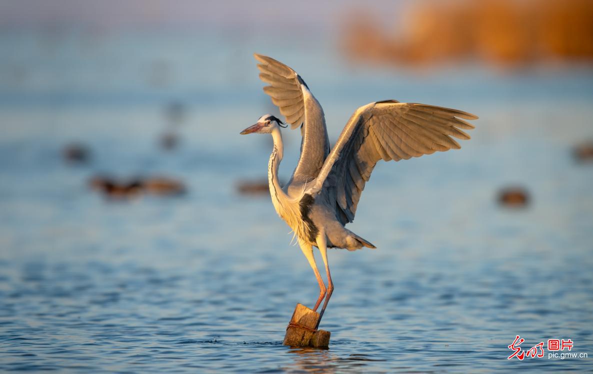 Migratory birds create a vibrant early spring scene