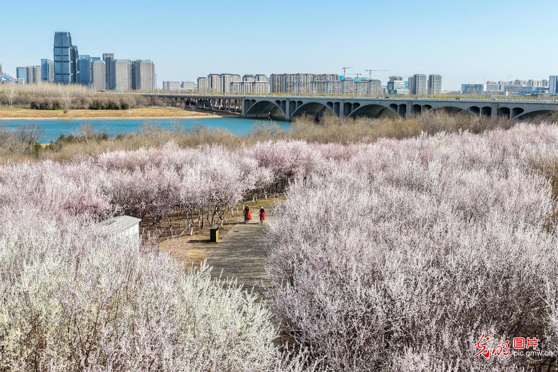 Spring peach blossoms along the Hutuo River