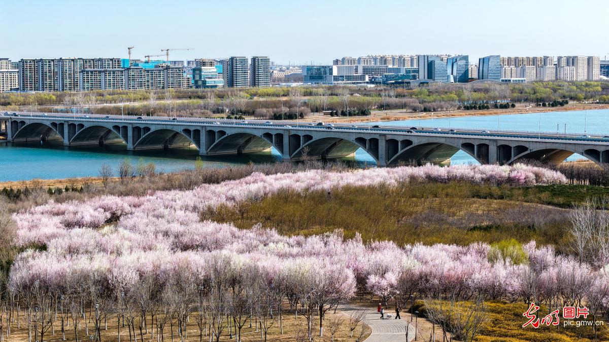 Spring peach blossoms along the Hutuo River