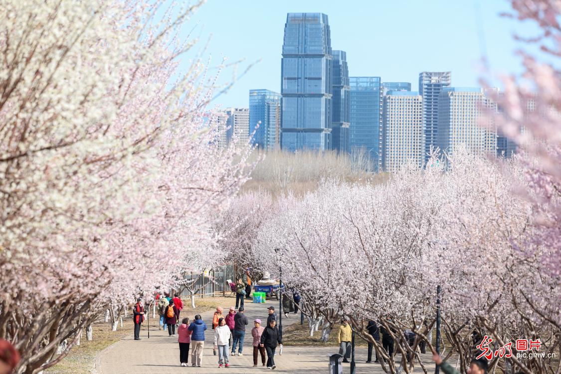Spring peach blossoms along the Hutuo River