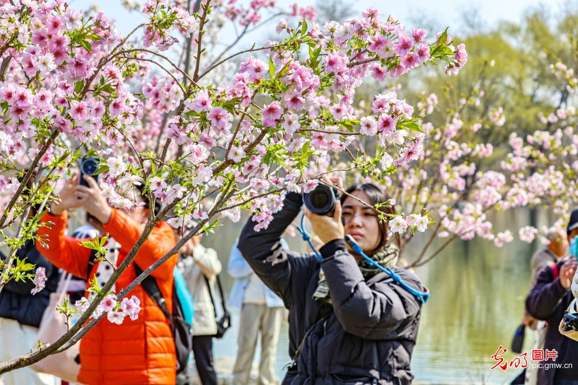Cherry blossoms fill Yuyuantan Park with spring splendor