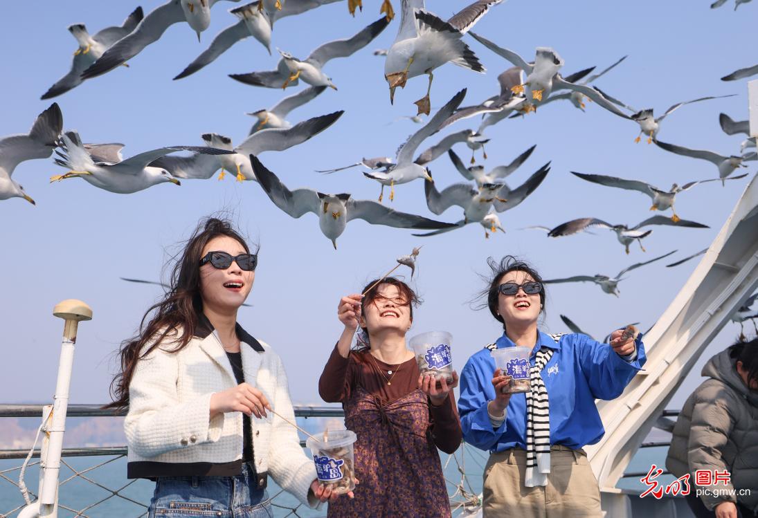 Tourists enjoy interaction&nbsp;with black-tailed gulls&nbsp;in E China's Shandong