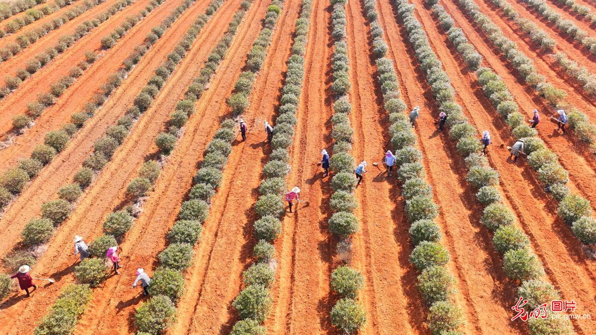 Spring farming in full swing&nbsp;across China
