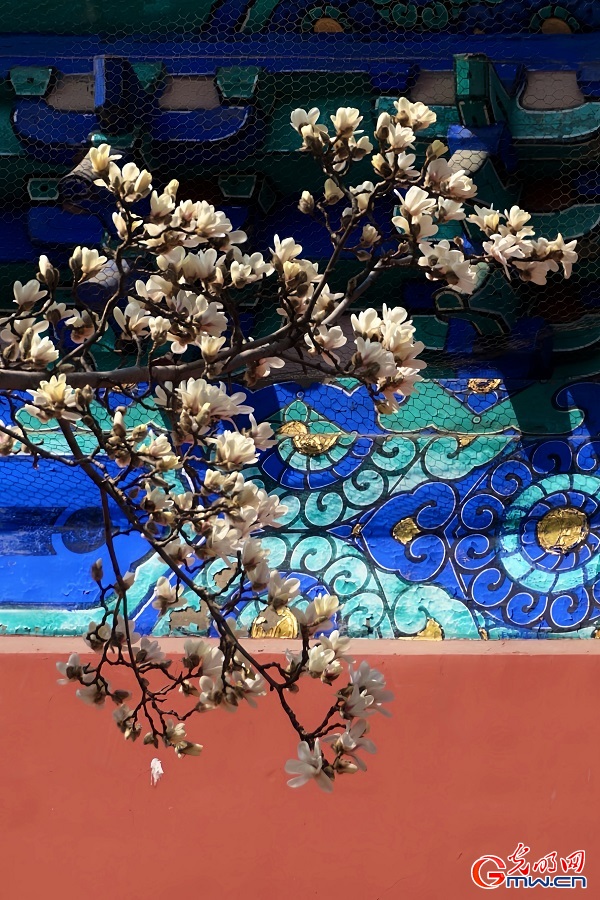 In pics: Spring scenery at Temple of Heaven