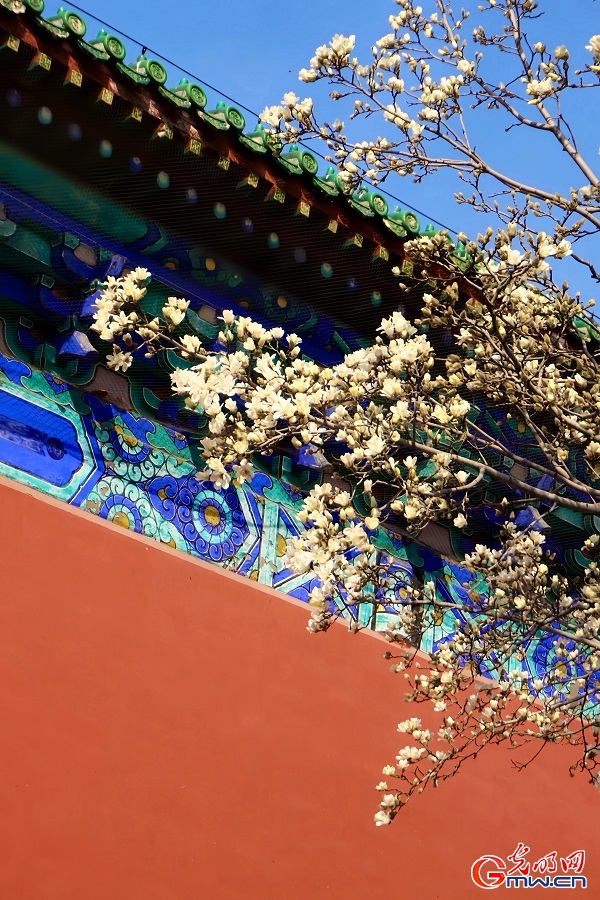 In pics: Spring scenery at Temple of Heaven