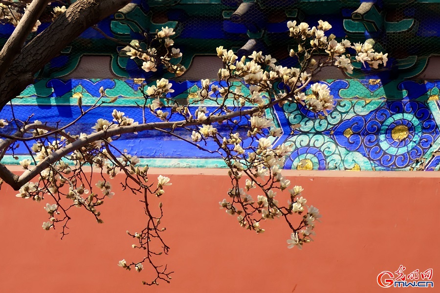 In pics: Spring scenery at Temple of Heaven