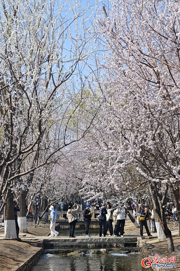Peach blossoms draw visitors to Sanlihe Park in Beijing