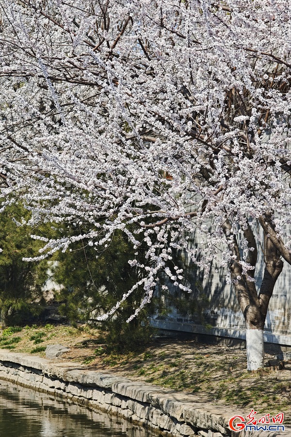 Peach blossoms draw visitors to Sanlihe Park in Beijing