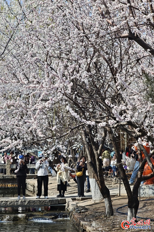 Peach blossoms draw visitors to Sanlihe Park in Beijing