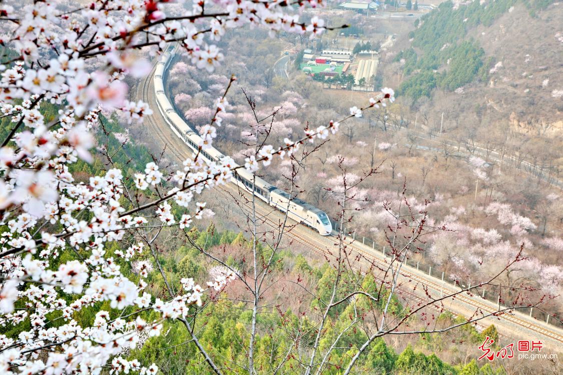 S2 train passes through blossoms near Juyongguan Great Wall in Beijing
